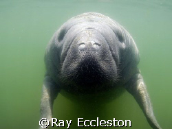 Juvenile Manatee,Camera D-200 nikon by Ray Eccleston 